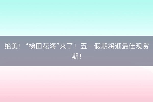 绝美！“梯田花海”来了！五一假期将迎最佳观赏期！