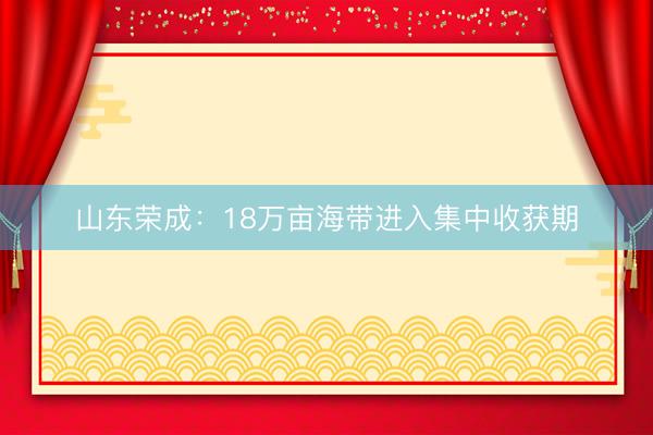 山东荣成：18万亩海带进入集中收获期