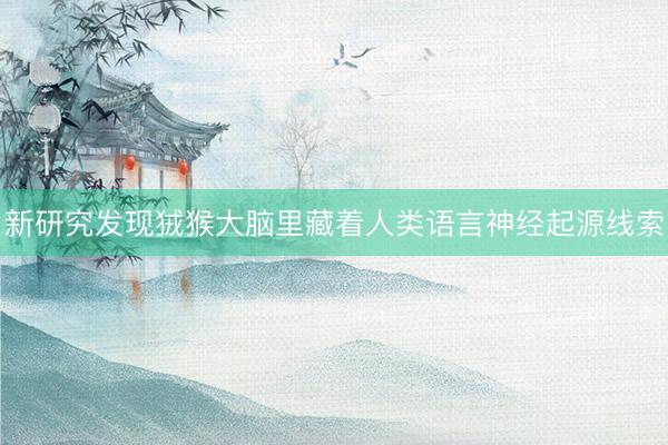 新研究发现狨猴大脑里藏着人类语言神经起源线索